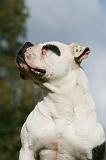 BOULEDOGUE AMERICAIN 291